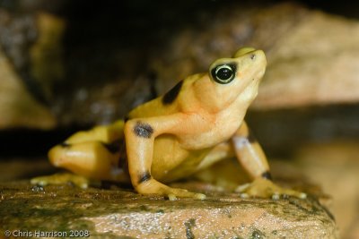 Atelopus zeteckiPanamanian Golden Frog