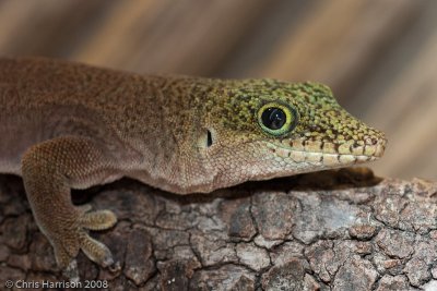 Phelsuma standingStanding's Day Gecko