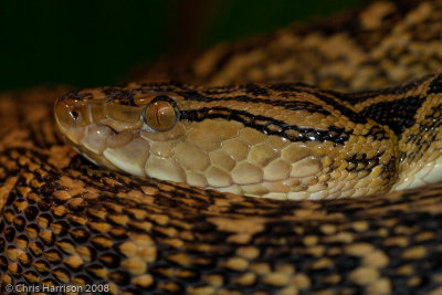 Trimeresurus flavoviridis