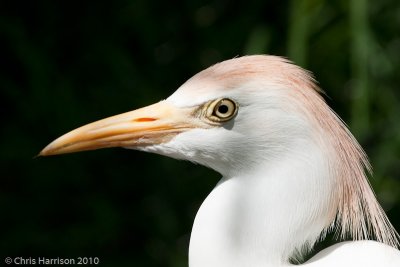 Cattle Egret