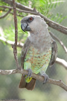Meyer's Parrot