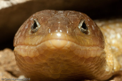 Barisia ciliarisNorthern Imbricate Alligator Lizard