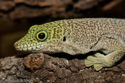 Phelsuma standingStanding's Day Gecko