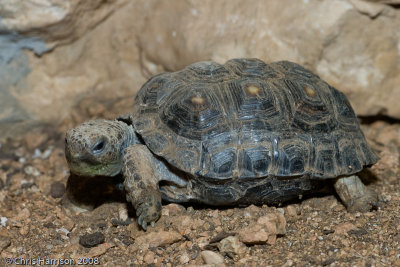 Gopherus berlandieriTexas Tortoise