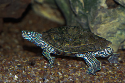 Graptemys cagleiCagle's Map Turtle