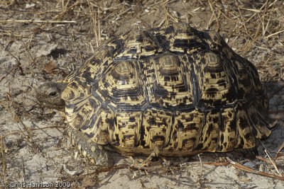 Stigmochelys pardalisLeopard Tortoise