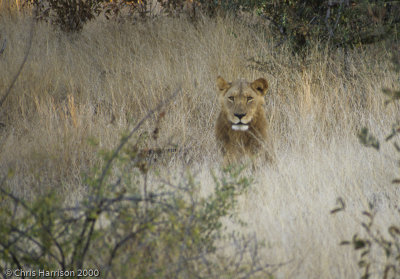 LionPanthera leo