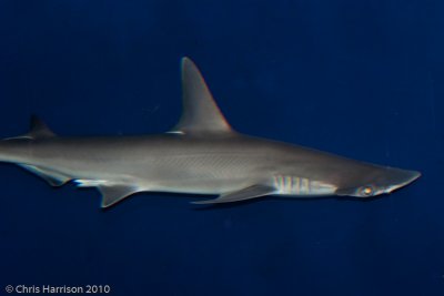 Bonnethead Shark