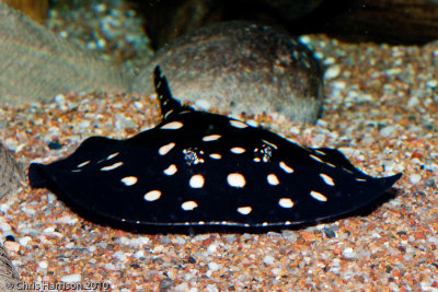 White-spotted Stingray
