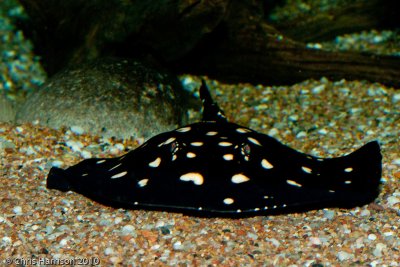 White-spotted Stingray