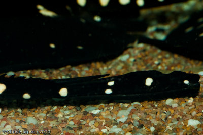 White-spotted Stingray