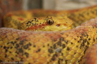 Bothriechis schlegeli
