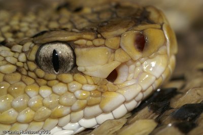 Crotalus culminatusNorthwestern Neotropical Rattlesnake