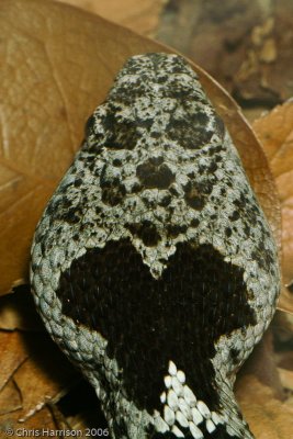 Crotalus lepidusZoo specimen