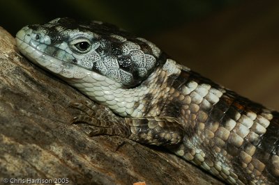 Abronia taeniataBanded Arboreal Alligator Lizard