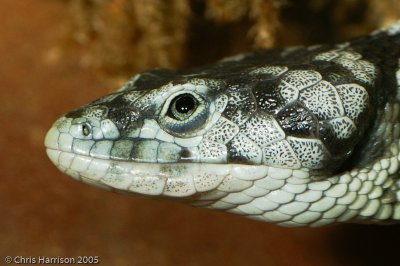 Abronia taeniataBanded Arboreal Alligator Lizard