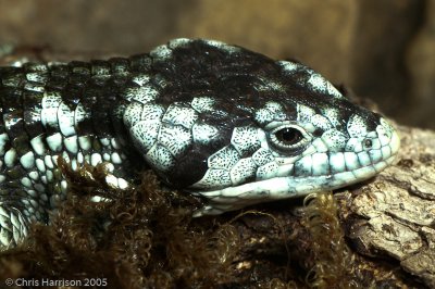 Abronia taeniataBanded Arboreal Alligator Lizard