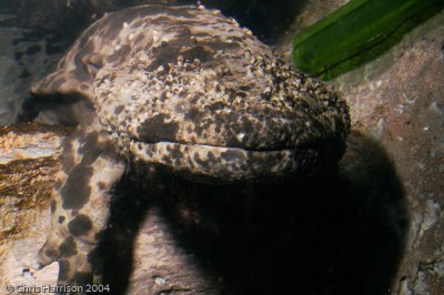Androias japonicusJapanese Giant Salamander