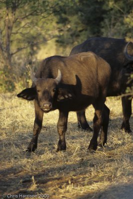 Cape Buffalo - babySyncerus cafferBotswana