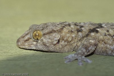 Chondrodactylus turneriTurner's Thick-toed Gecko