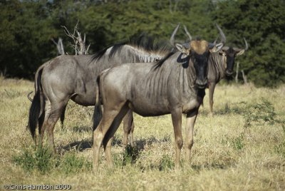 Blue WildebeestConnochaetes taurinusBotswana