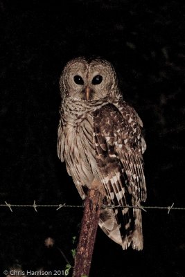 Barred OwlWilson Co., TX