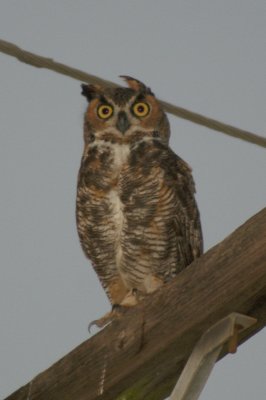 Great Horned OwlFrio Co. TX