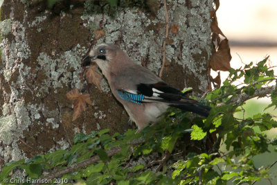 Eurasian Jay