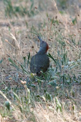Iberian Green Woodpecker