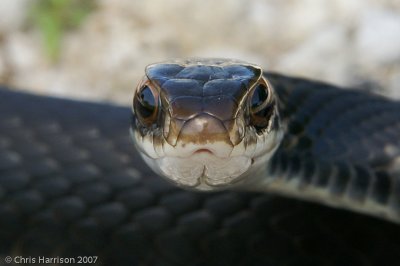 Coluber constrictor priapusSouthern Black Racer