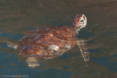 Chelonia mydasGreen Sea Turtle