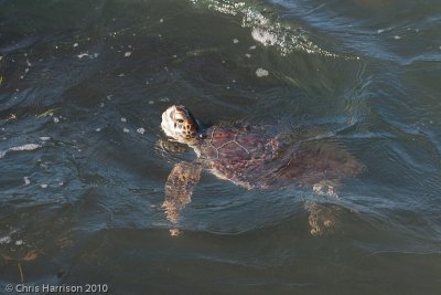 Chelonia mydasGreen Sea Turtle