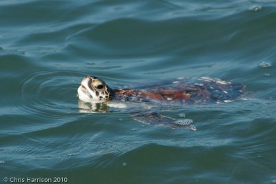 Chelonia mydasGreen Sea Turtle