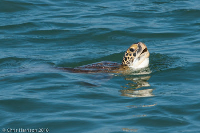 Chelonia mydasGreen Sea Turtle