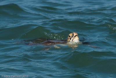 Chelonia mydasGreen Sea Turtle