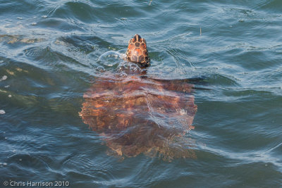 Chelonia mydasGreen Sea Turtle