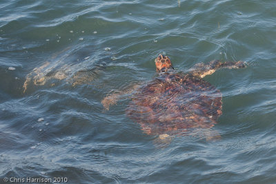 Chelonia mydasGreen Sea Turtle