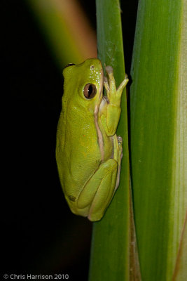 Hyla cinereaGreen Treefrog