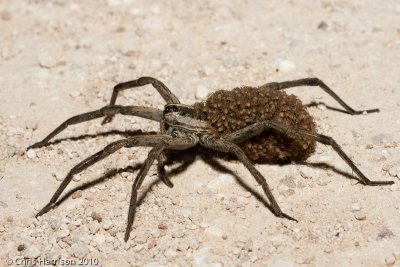 Wolf Spider with young