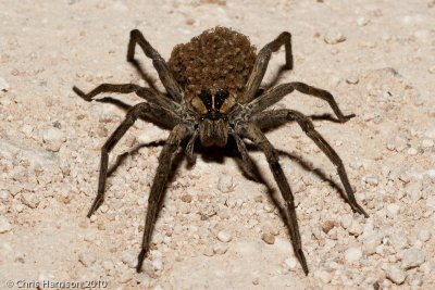 Wolf Spider with young