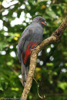 Slaty-tailed Trogon