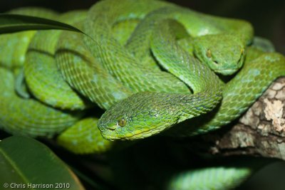 Bothriechis marchi