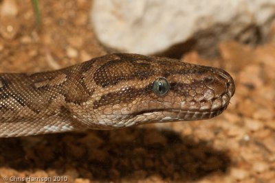 Python anchietaeAngolan Python