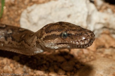 Python anchietaeAngolan Python