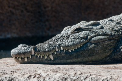 Crocodylus niloticusNile Crocodile