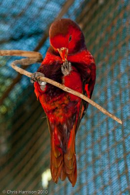 Violet-necked Lory