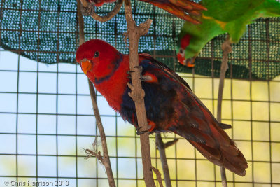 Violet-necked Lory