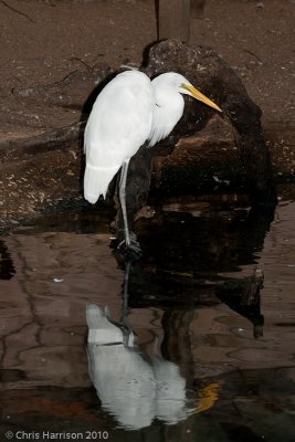 Great Egret