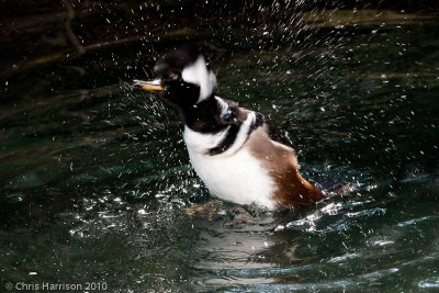 Hooded Merganser