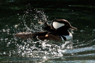 Hooded Merganser